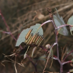 Lophyrotoma interrupta at Mount Clear, ACT - 17 Mar 2022