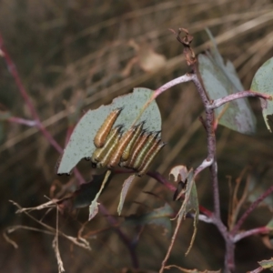 Lophyrotoma interrupta at Mount Clear, ACT - 17 Mar 2022