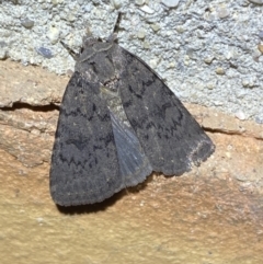 Neumichtis nigerrima (Black Turnip Moth) at QPRC LGA - 17 Mar 2022 by Steve_Bok