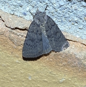 Neumichtis nigerrima at Jerrabomberra, NSW - suppressed