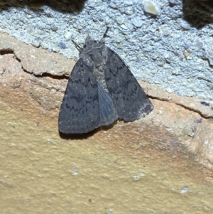 Neumichtis nigerrima at Jerrabomberra, NSW - suppressed