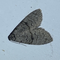 Uraba lugens (Gumleaf Skeletonizer) at Jerrabomberra, NSW - 17 Mar 2022 by Steve_Bok