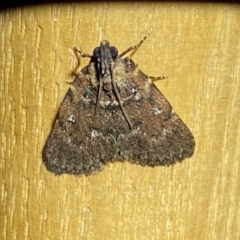 Spectrotrota fimbrialis (A Pyralid moth) at Jerrabomberra, NSW - 17 Mar 2022 by SteveBorkowskis