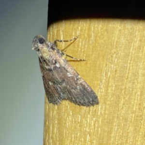 Spectrotrota fimbrialis at Jerrabomberra, NSW - 17 Mar 2022