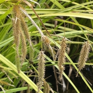 Carex fascicularis at Booth, ACT - 17 Mar 2022