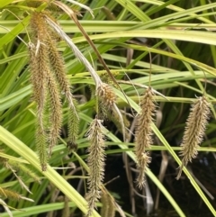 Carex fascicularis (Tassel Sedge) at Booth, ACT - 17 Mar 2022 by JaneR