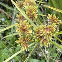 Cyperus eragrostis (Umbrella Sedge) at Booth, ACT - 17 Mar 2022 by JaneR