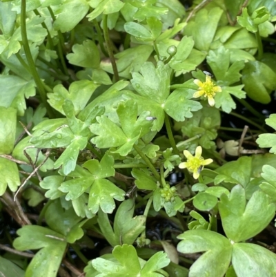 Ranunculus amphitrichus (Small River Buttercup) at Namadgi National Park - 17 Mar 2022 by JaneR