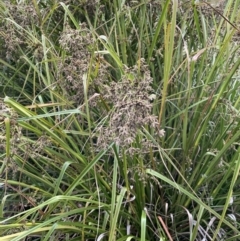 Scirpus polystachyus (Large-head Club-rush) at Booth, ACT - 17 Mar 2022 by JaneR