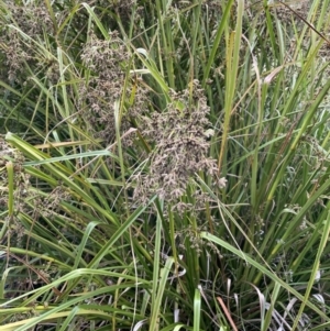 Scirpus polystachyus at Booth, ACT - 17 Mar 2022 02:36 PM