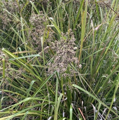 Scirpus polystachyus (Large-head Club-rush) at Booth, ACT - 17 Mar 2022 by JaneR