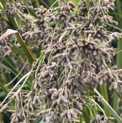 Scirpus polystachyus at Booth, ACT - 17 Mar 2022 02:36 PM