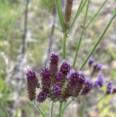 Verbena incompta (Purpletop) at Booth, ACT - 17 Mar 2022 by JaneR