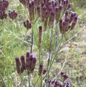 Verbena incompta at Booth, ACT - 17 Mar 2022 03:43 PM