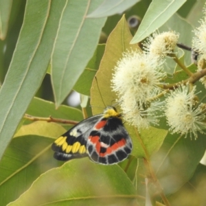 Delias harpalyce at Acton, ACT - 16 Mar 2022 01:32 PM