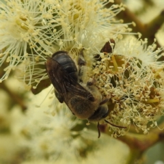 Paracolletes crassipes at Acton, ACT - 16 Mar 2022 by HelenCross