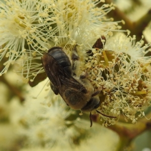 Paracolletes crassipes at Acton, ACT - 16 Mar 2022