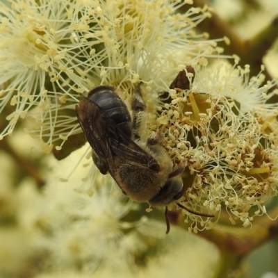 Paracolletes crassipes at Acton, ACT - 16 Mar 2022 by HelenCross