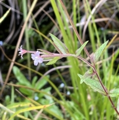 Epilobium sp. (A Willow Herb) at Booth, ACT - 17 Mar 2022 by JaneR