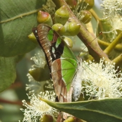 Graphium macleayanum (Macleay's Swallowtail) at Acton, ACT - 17 Mar 2022 by HelenCross