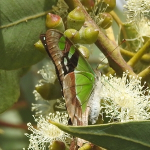 Graphium macleayanum at Acton, ACT - 17 Mar 2022