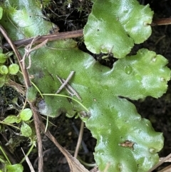 Marchantia sp. (genus) (A Liverwort) at Booth, ACT - 17 Mar 2022 by JaneR
