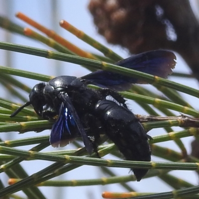 Austroscolia soror (Blue Flower Wasp) at ANBG - 17 Mar 2022 by HelenCross