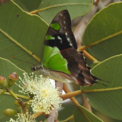Graphium macleayanum (Macleay's Swallowtail) at ANBG - 17 Mar 2022 by HelenCross