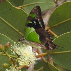 Graphium macleayanum (Macleay's Swallowtail) at Acton, ACT - 17 Mar 2022 by HelenCross