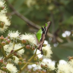 Graphium macleayanum at Acton, ACT - 17 Mar 2022 04:17 PM