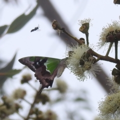 Graphium macleayanum at Acton, ACT - 17 Mar 2022 04:17 PM