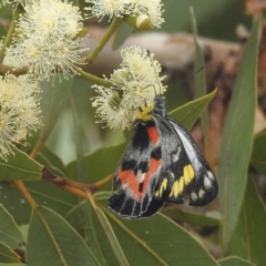 Delias harpalyce (Imperial Jezebel) at Acton, ACT - 17 Mar 2022 by HelenCross