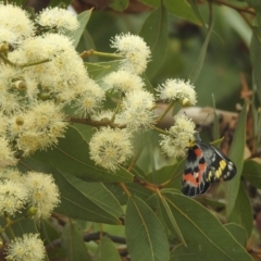 Delias harpalyce at Acton, ACT - 17 Mar 2022 04:21 PM