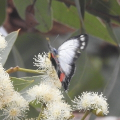 Delias harpalyce at Acton, ACT - 17 Mar 2022 04:21 PM