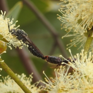 Tiphiidae (family) at Acton, ACT - 17 Mar 2022 04:24 PM