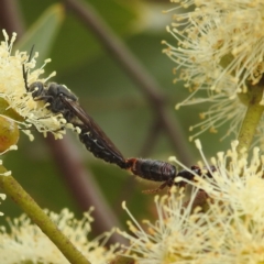 Tiphiidae sp. (family) (Unidentified Smooth flower wasp) at Acton, ACT - 17 Mar 2022 by HelenCross