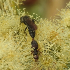 Tiphiidae (family) at Acton, ACT - 17 Mar 2022