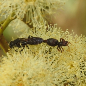 Tiphiidae (family) at Acton, ACT - 17 Mar 2022