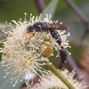 Tiphiidae (family) at Acton, ACT - 17 Mar 2022