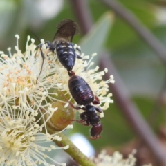 Tiphiidae (family) at Acton, ACT - 17 Mar 2022