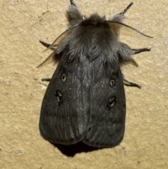 Leptocneria reducta (White Cedar Moth) at Jerrabomberra, NSW - 17 Mar 2022 by SteveBorkowskis