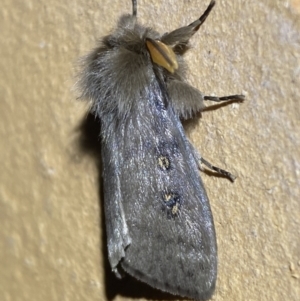 Leptocneria reducta at Jerrabomberra, NSW - 17 Mar 2022