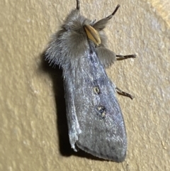 Leptocneria reducta at Jerrabomberra, NSW - 17 Mar 2022