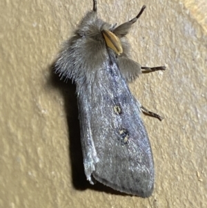 Leptocneria reducta at Jerrabomberra, NSW - 17 Mar 2022