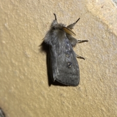 Leptocneria reducta at Jerrabomberra, NSW - 17 Mar 2022