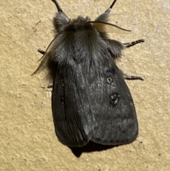 Leptocneria reducta at Jerrabomberra, NSW - 17 Mar 2022