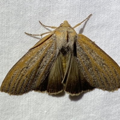 Paralaea porphyrinaria (Chestnut Vein Crest Moth) at QPRC LGA - 17 Mar 2022 by Steve_Bok