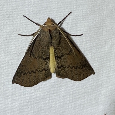 Fisera eribola (Orange-hooded Crest-moth) at Jerrabomberra, NSW - 17 Mar 2022 by SteveBorkowskis