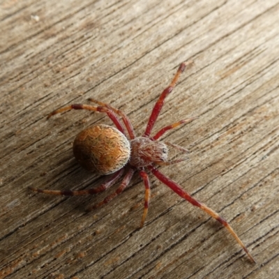 Salsa fuliginata (Sooty Orb-weaver) at Boro, NSW - 15 Mar 2022 by Paul4K