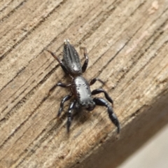Holoplatys sp. (genus) (Unidentified Holoplatys jumping spider) at Boro - 15 Mar 2022 by Paul4K